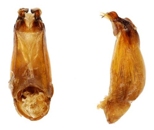 Réf. 314 976 : Triodontella aquila